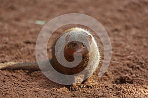 Common dwarf mongoose