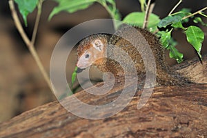 Common dwarf mongoose