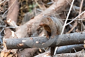 Common dwarf mongoose in Africa, funny animal