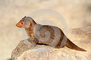 Common dwarf mongoose