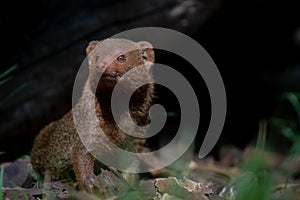 The common dwarf mongoose in a daylight