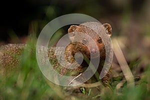 The common dwarf mongoose in a daylight