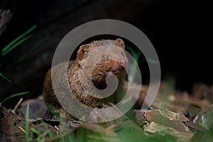 The common dwarf mongoose in a daylight