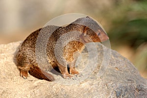 Common dwarf mongoose