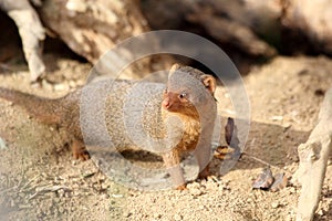 Common dwarf mongoose