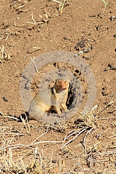 The common dwarf mongoose Helogale parvula