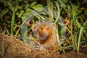 Common dwarf mongoose Helogale parvula, Lake Mburo National Park, Uganda.