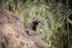 The common dwarf mongoose (Helogale parvula) is a mongoose species native to South Africa & East Africa.