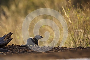 Common dwarf mongoose in Kruger National park, South Africa photo