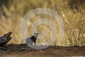 Common dwarf mongoose in Kruger National park, South Africa photo