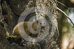 Common dwarf mongoose in Kruger National park, South Africa photo