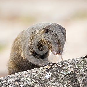 Common dwarf mongoose in Kruger National park photo
