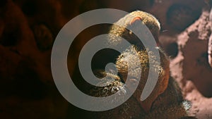 Common Dwarf Mongoose living in termite mound