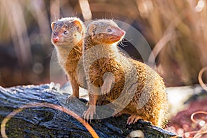 Common dwarf mongoose pair