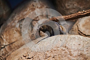 Common dwarf mongoose on a rock