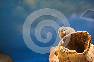 Common dwarf mongoose on a tree log