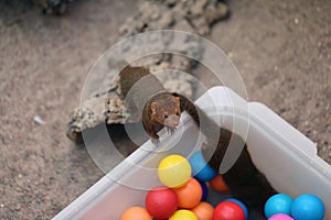 Common Dwarf Mongooses with a Ball Pit in Korkeasaari Zoo, Helsinki