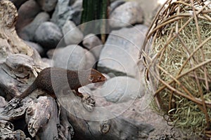 Common Dwarf Mongooses in Korkeasaari Zoo, Helsinki