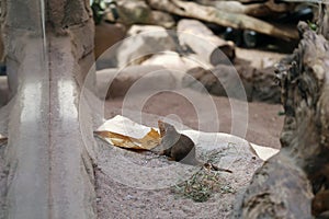 Common Dwarf Mongooses in Korkeasaari Zoo, Helsinki