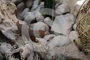 Common Dwarf Mongooses in Korkeasaari Zoo, Helsinki