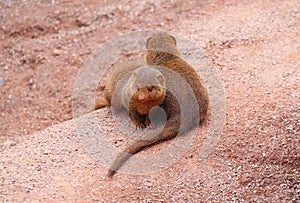 Common dwarf mongooses photo