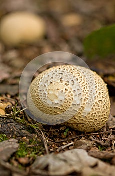 common earth ball scleroderma citrinum fungi