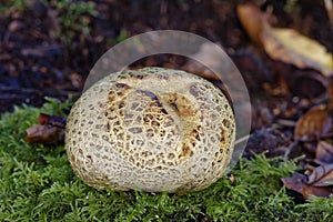 Common Earthball