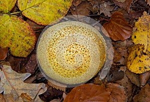 Common earthball between fallen leaves