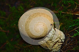 Common earthball in the forest