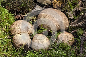 Common Earthball fungi