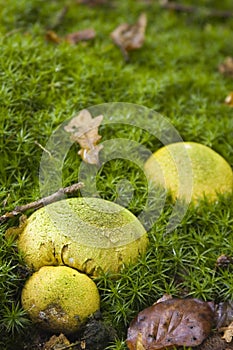 Common Earthball fungus, Scleroderma Citrinum