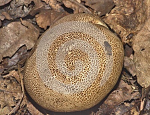 Common Earthball Fungus - Sleroderma Ciotrinum amongst Leaf Litter of Deciduous Woodland