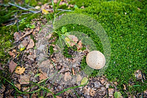 Common earthball between moss