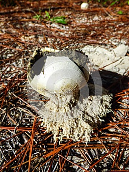 Common earthball mushroom at a pinus forest in Florianopolis, Brazil
