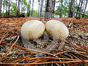 Common earthball mushroom at a pinus forest in Florianopolis, Brazil