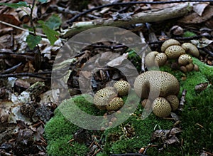 Common Earthball