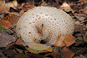 Common Earthball, Scleroderma citrinum