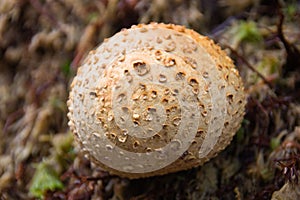 Common earthball Scleroderma citrinum Bovist in the forest