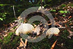 Common Earthball Scleroderma Citrinum or earthball, pigskin poison puffball, common earth ball