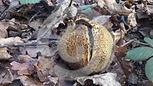 Common Earthball, Scleroderma citrinum, Fungus