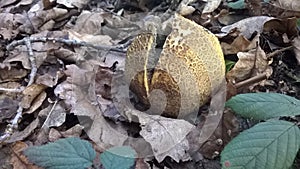 Common Earthball, Scleroderma citrinum, Fungus