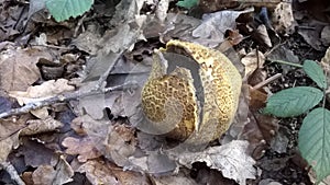 Common Earthball, Scleroderma citrinum, Fungus