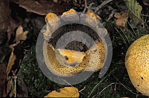 COMMON EARTHBALL scleroderma citrinum, POISONOUS MUSHROOM, NORMANDY IN FRANCE