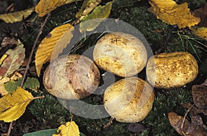 COMMON EARTHBALL scleroderma citrinum, POISONOUS MUSHROOM, NORMANDY IN FRANCE