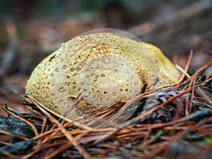 Common earthball wild mushroom called common earthball, pigskin poison puffball, or common earth ball