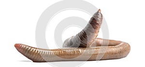 Common earthworm, Lumbricus terrestris, isolated