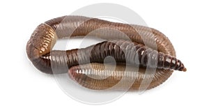 Common earthworm viewed from up high, Lumbricus terrestris