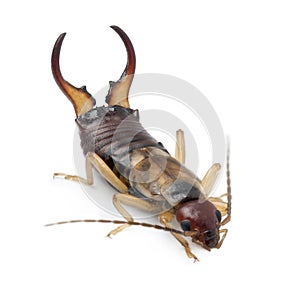 Common earwig or European earwig photo