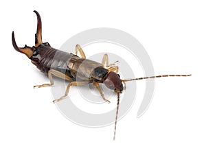 Common earwig or European earwig