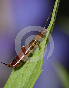 the common earwig or European earwig, Forficula auricularia, sitting on a green leaf